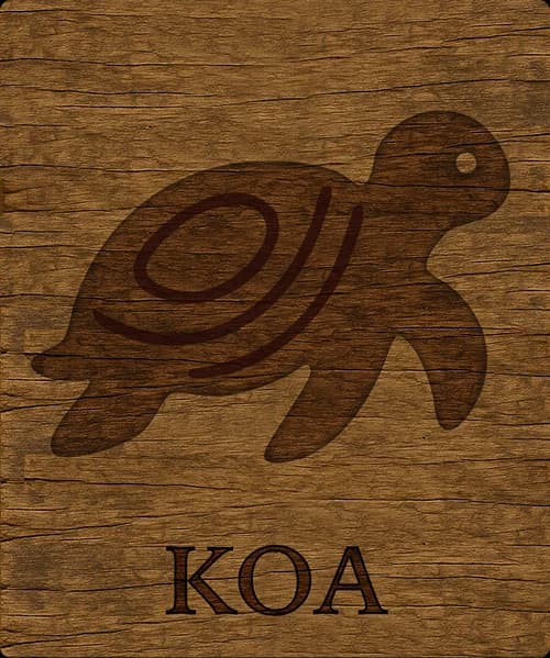 Koa