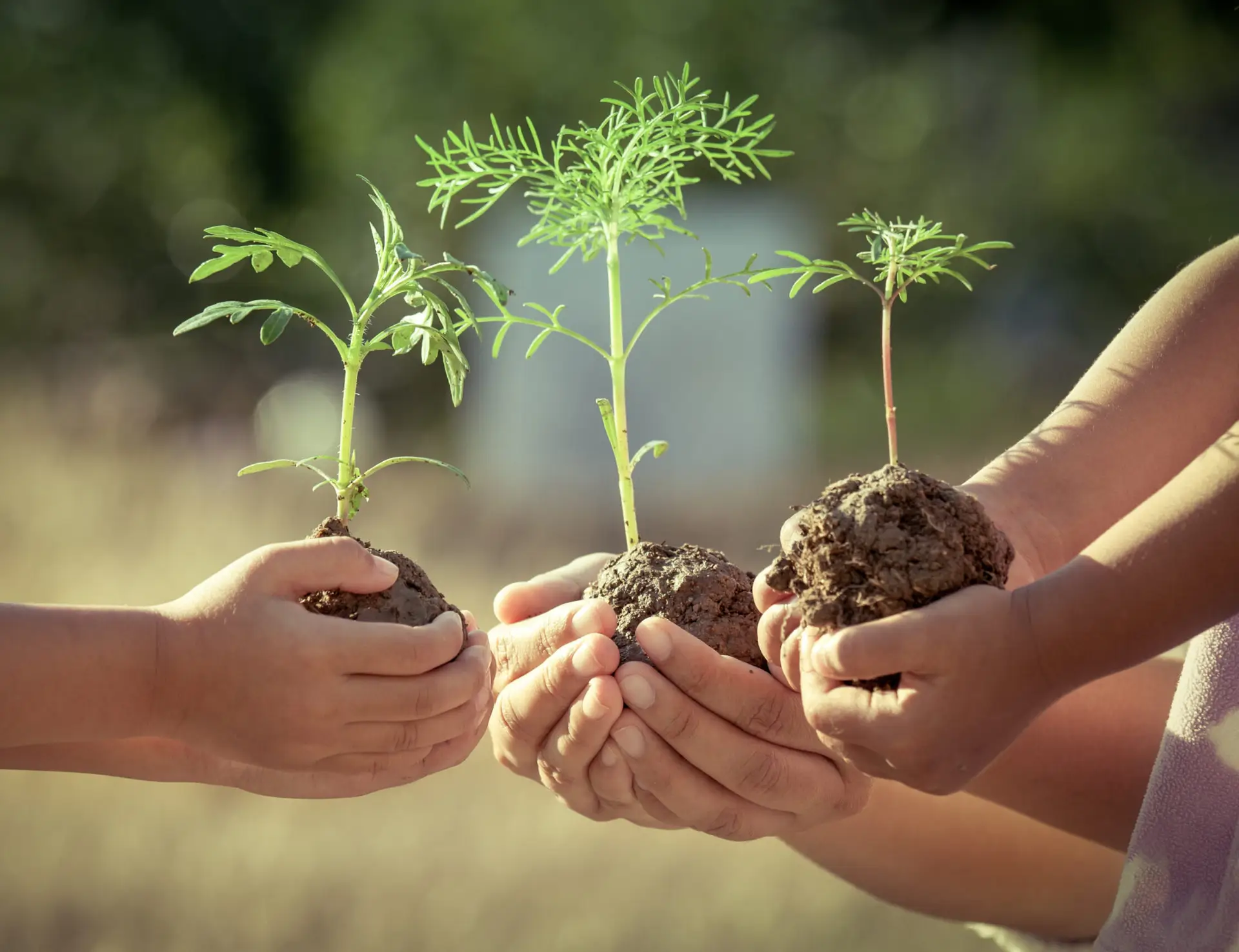 Hands holding seedlings