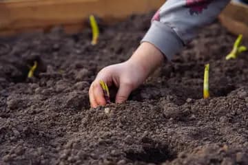 Planting a seedling